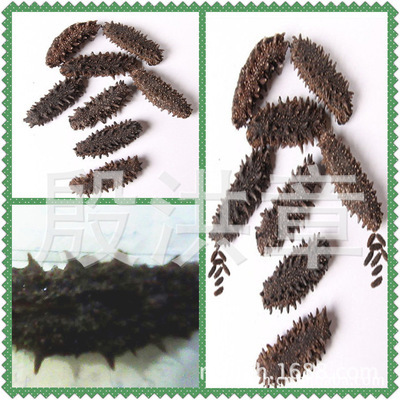 威海海参批发指南 如何找到安全放心的优质货源