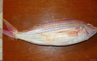 水产品 海洋与淡水的馈赠，人类餐桌上的营养宝库