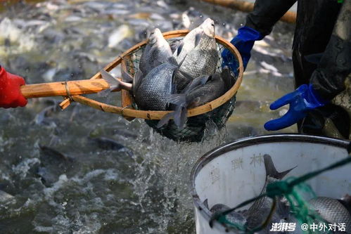 《“十四五”渔业发展规划 养殖业擎起水产供给新未来》