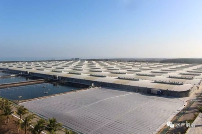 国联南三对虾工厂化养殖基地 实现5000斤亩产与100%成功的秘诀