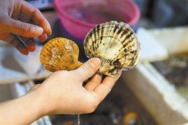 深圳贝类抽检七成镉超标，带子扇贝元贝问题最突出